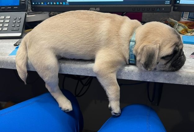 Mockup File - Cute puppy sleeping corner of modern building