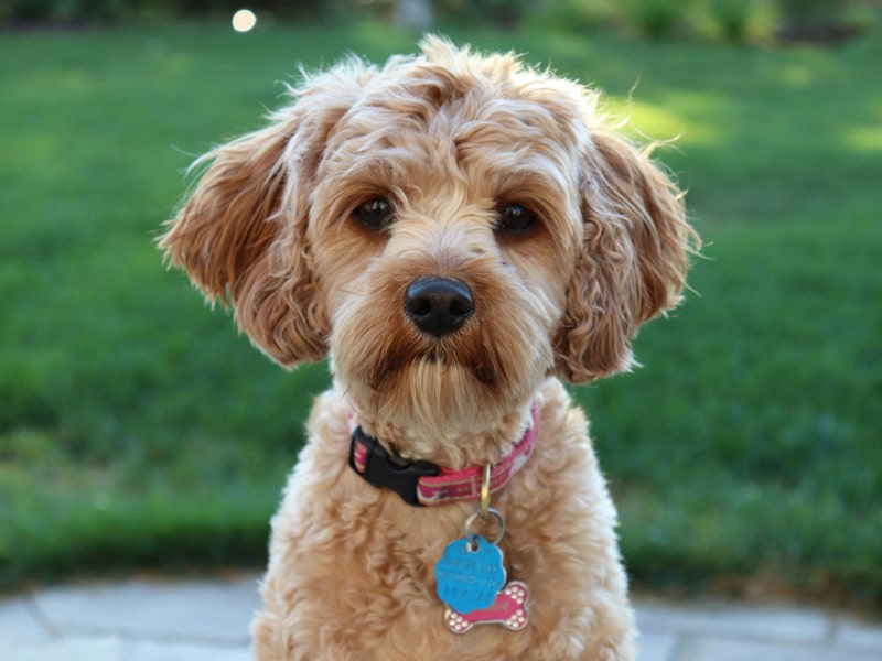 Cute-puppy Cute-puppy