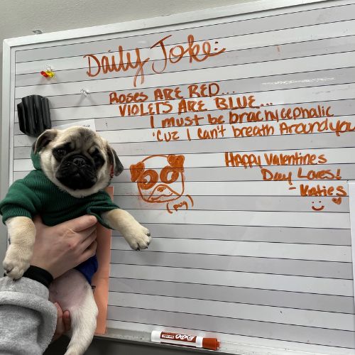 puppy being held up next to a whiteboard