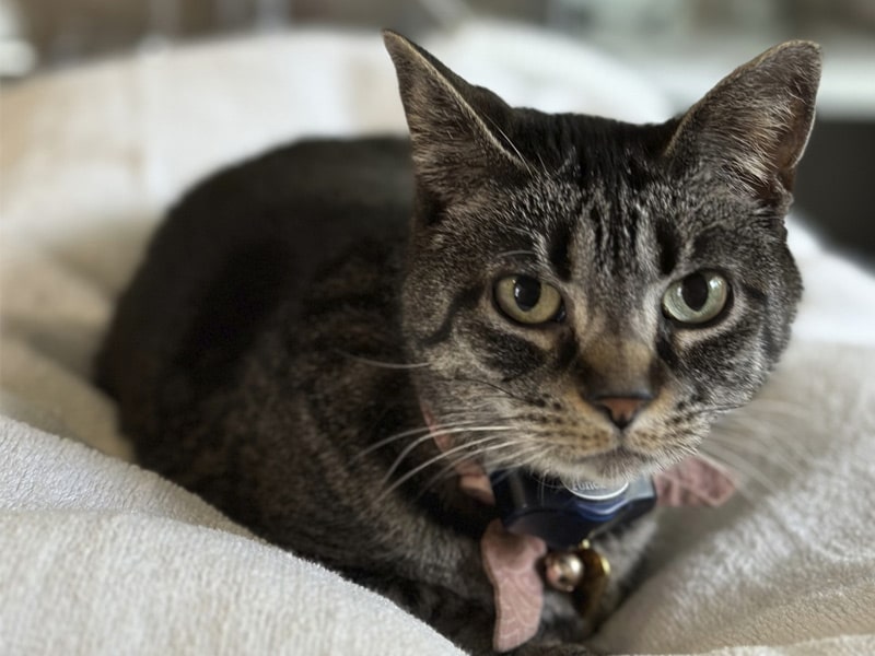 Gray-cat-looking-forward Gray-cat-looking-forward