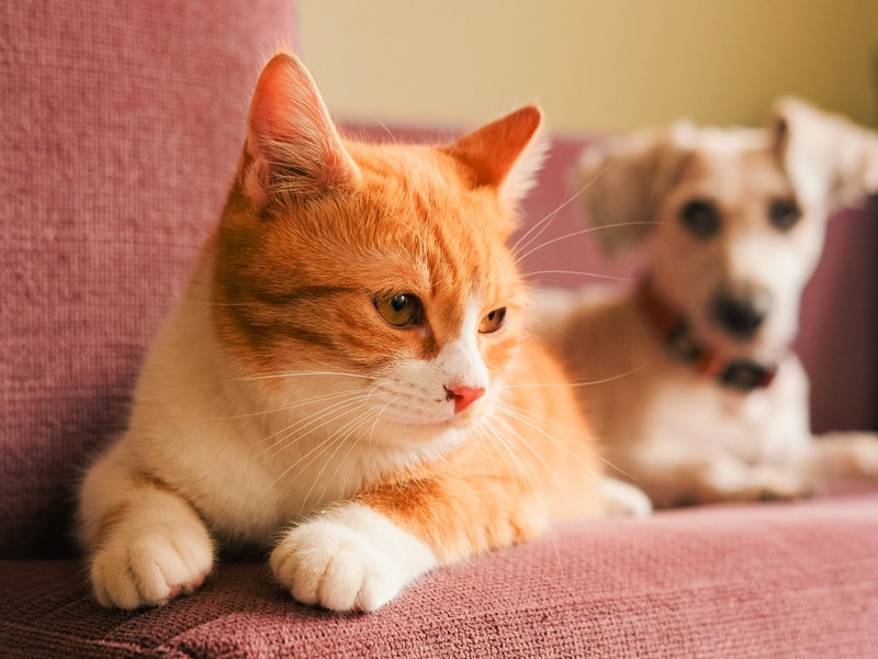 Cat-and-dog-sitting-on-the-couch Cat-and-dog-sitting-on-the-couch