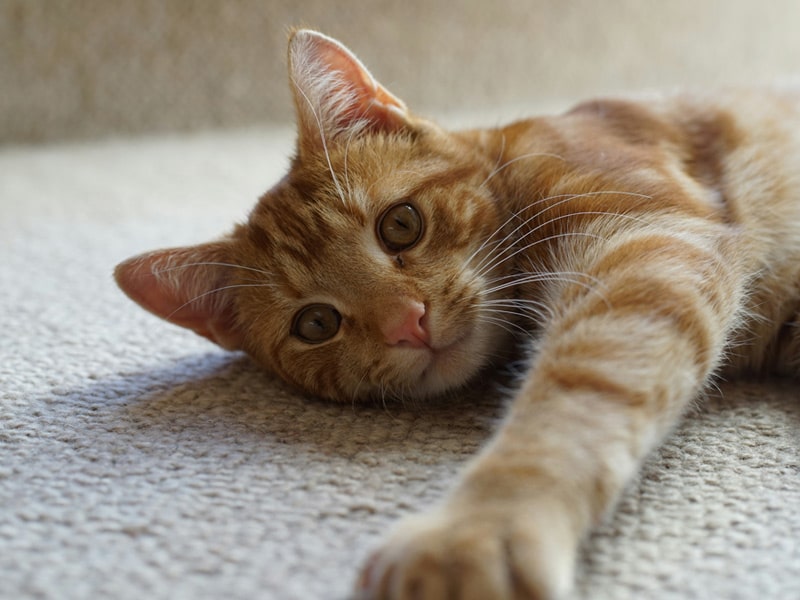 Cute-cat-lying-down-on-the-floor Cute-cat-lying-down-on-the-floor