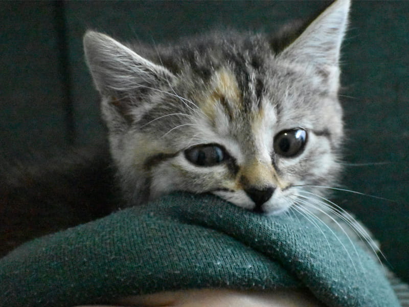 Cute-kitty-cat Cute-kitty-cat