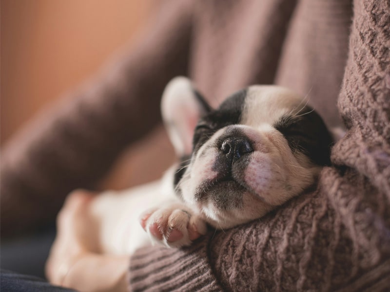 Cute-sleeping-puppy Cute-sleeping-puppy