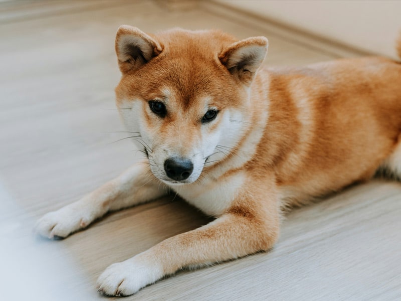 Dog-on-the-floor Dog-on-the-floor