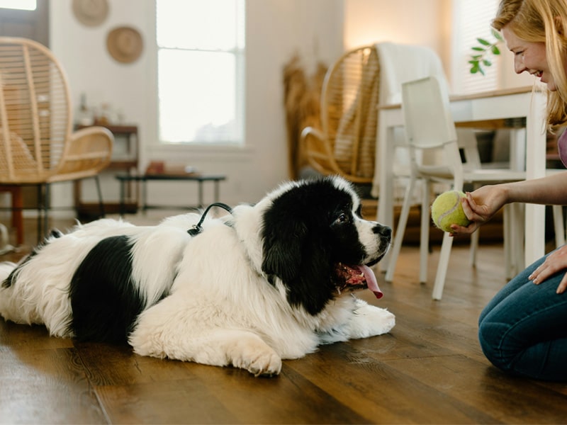 Dog-playing Dog-playing