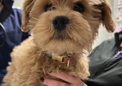 cute-dog-face