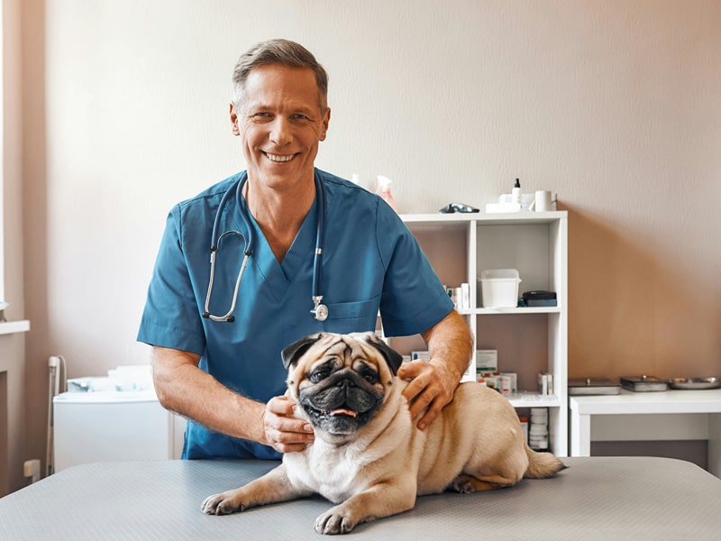 dog-in-veterinary-care dog-in-veterinary-care
