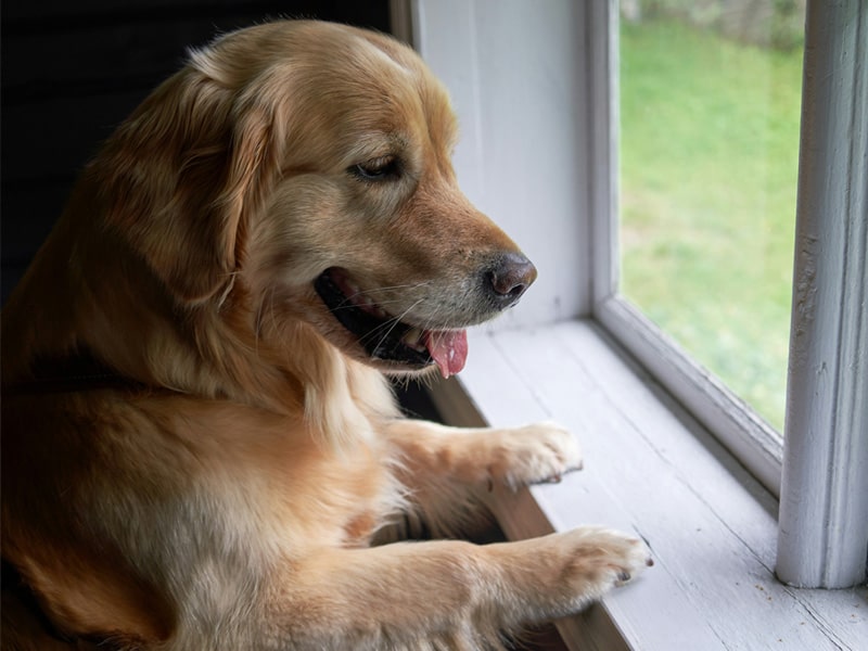 dog-leaning-from-the-window dog-leaning-from-the-window