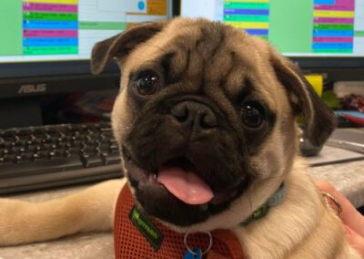Pug dog