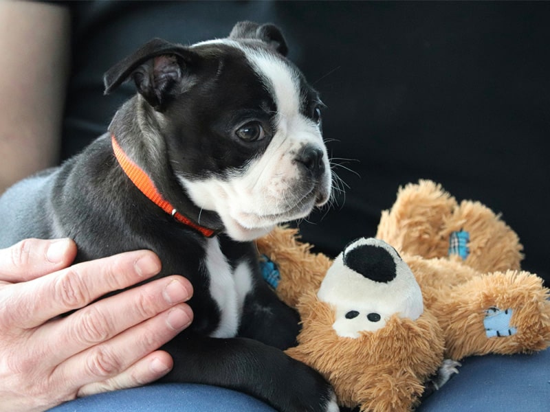 puppy-playing-with-doll puppy-playing-with-doll
