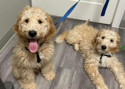 Two dog laying on the floor