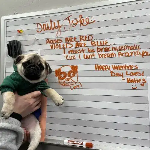 puppy being held up next to a whiteboard