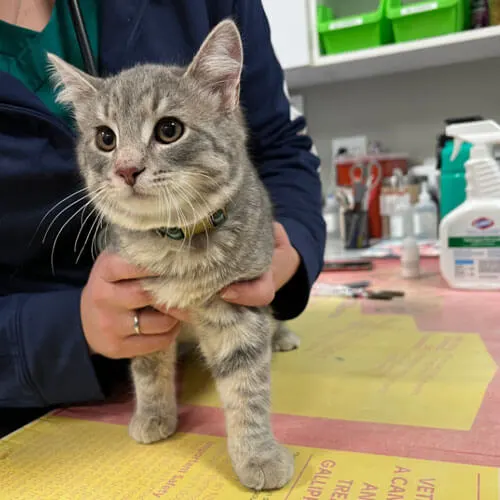 A woman gently holds a kitten