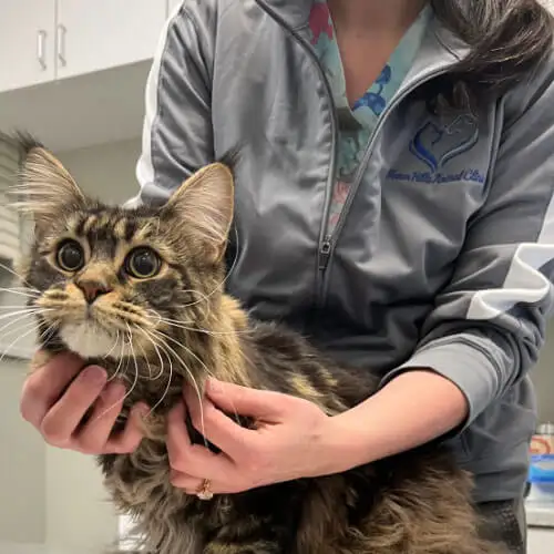caring cat