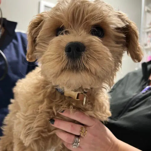 A woman holds a small dog